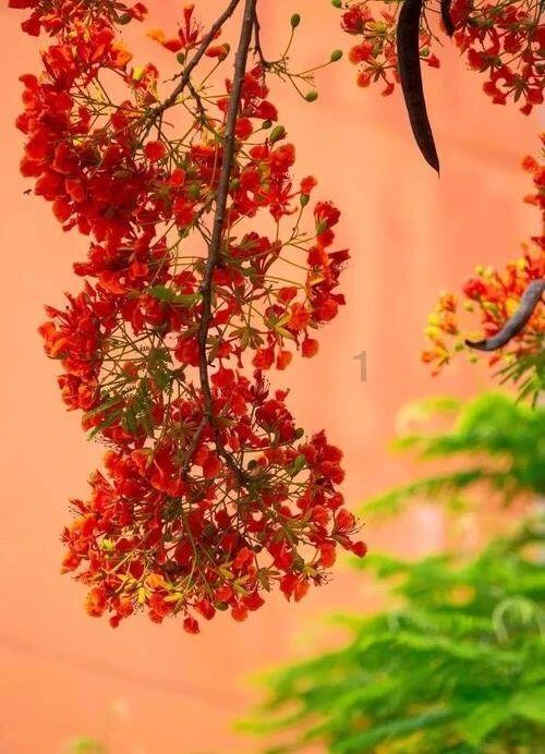芭蕾舞者美容院